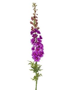 Delphinium XL spray lilac 130cm