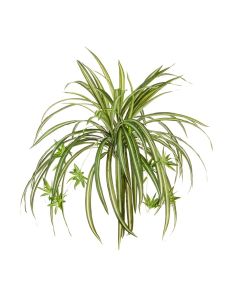 Spider Plant W/8 Babies 48cm
