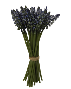 25cm Blue Muscari Hand Tied Bunch