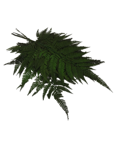 Preserved Leather Fern Green x 10ps App 40cm