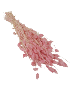 Phalaris Light Pink 150g