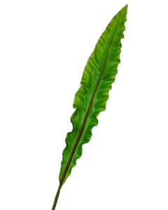90cm Asplenium Leaf