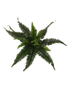 Boston Fern x 16 Leaves 28cm
