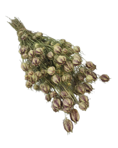 Nigella Pods Natural (Spanish)