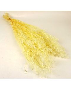 Preserved Gypsophila - White