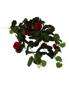 Geranium Bush Vines Red/Black