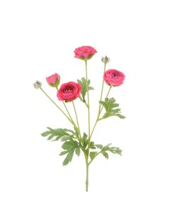 ECO Ranunculus Spray 67cm Beauty