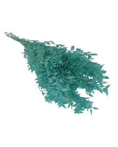 Preserved Ruscus Turquoise