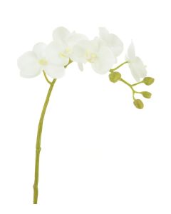 Phalaenopsis Orchid 58cm Cream/Yellow