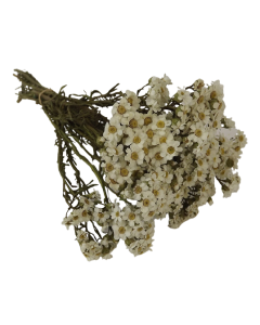 Dried Daisy (Oxodia) Bunch App 40g