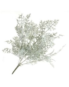 Senecio Cineraria Bush - Green/Grey (45cm long)