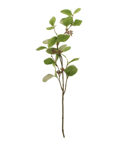 75cm Seeding Eucalyptus Green