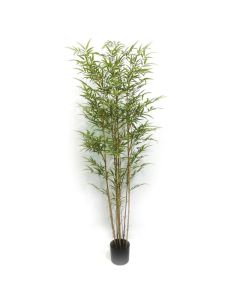 Potted Bamboo Tree 180cm