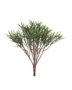 Podocarpus Bush 30cm UV Protected