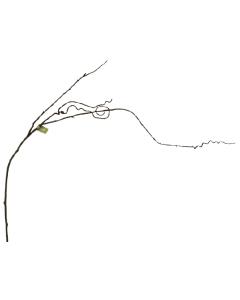 Tall Curly Twig Branch 147cm
