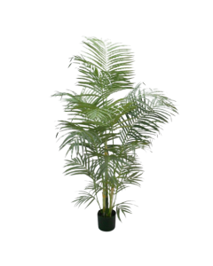 Areca Palm W/549 Leaves 165cm