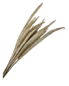 Mini Pampas Natural x 20 Stems