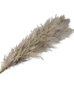 Pampas Grass (Brazil) x 5 Stems