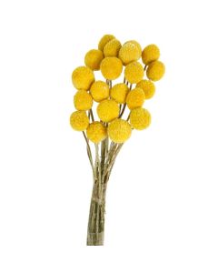 Craspedia Natural x 20pcs (Spanish)