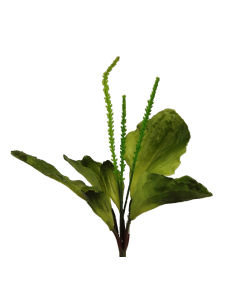 Plantain Green 29cm