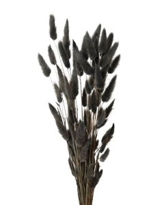 Lagarus/Bunny Tails Anthracite 50g