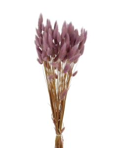 Lagarus/Bunny Tails Lavender 50g