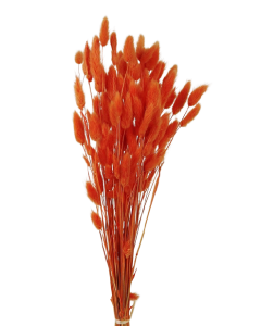 Lagarus/Bunny Tails Orange 50g