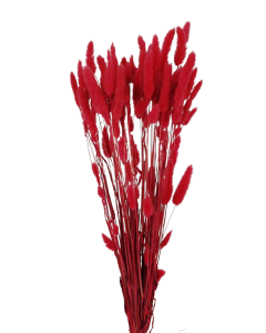 Lagarus/Bunny Tails Red 50g