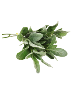 36cm Lambs Ear Hand Tied