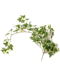 Ivy Bush Variegated 85cm Long