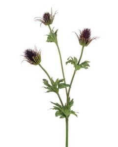 Thistle Spray 83cm Aubergine