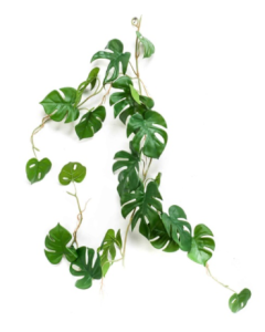 Monstera Vine 110cm