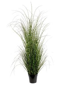 Potted 155cm Miscanthus Zebrinus Plant