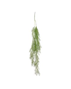 Trailing Asparagus Fern 100cm