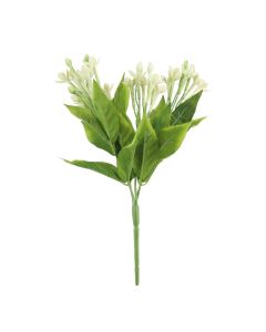 White Jasmine Bush