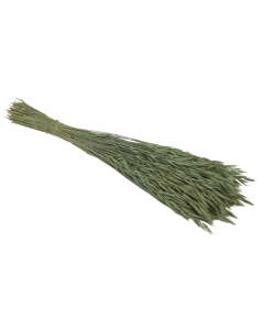 Avena Sativa (Oats) Dusty Green x 200g