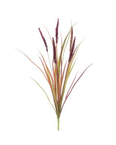Fountain Grass 70cm Burgundy