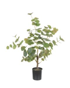 Eucalyptus Tree  In Pot 64cm