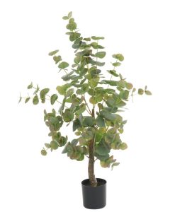 Eucalyptus Tree  In Pot 94cm