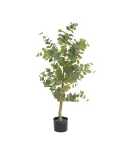 Eucalyptus Tree  In Pot 112cm