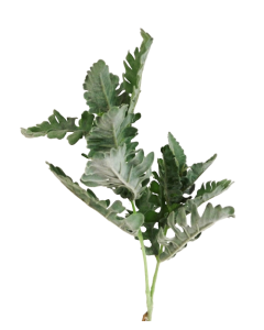 74cm Dusty Miller Spray Green
