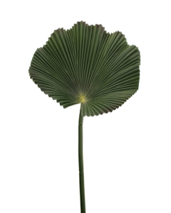 80cm Fan Palm Leaf
