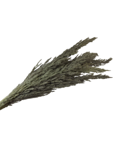 Pampas Bundle Grey x 5 Stems App 80cm