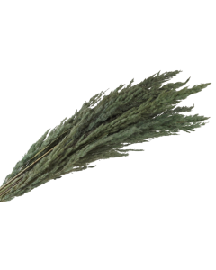 Pampas Bundle Mint x 5 Stems App 80cm