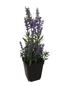 Potted Lavender 26cm