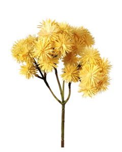Echinops Bush Beige/Cream 40cm