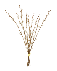 55cm Pussy Willow Hand Tied