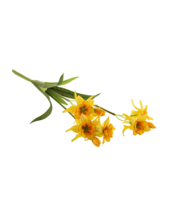 54cm Columbine Bush Yellow