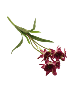 54cm Columbine Bush Burgundy