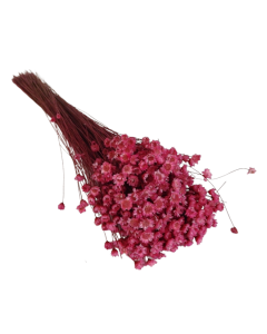 Glixia Bunch App 50cm Pink